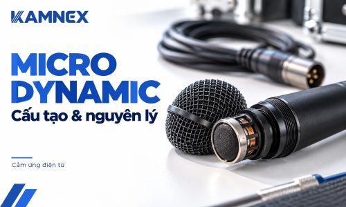 micro dynamic là gì